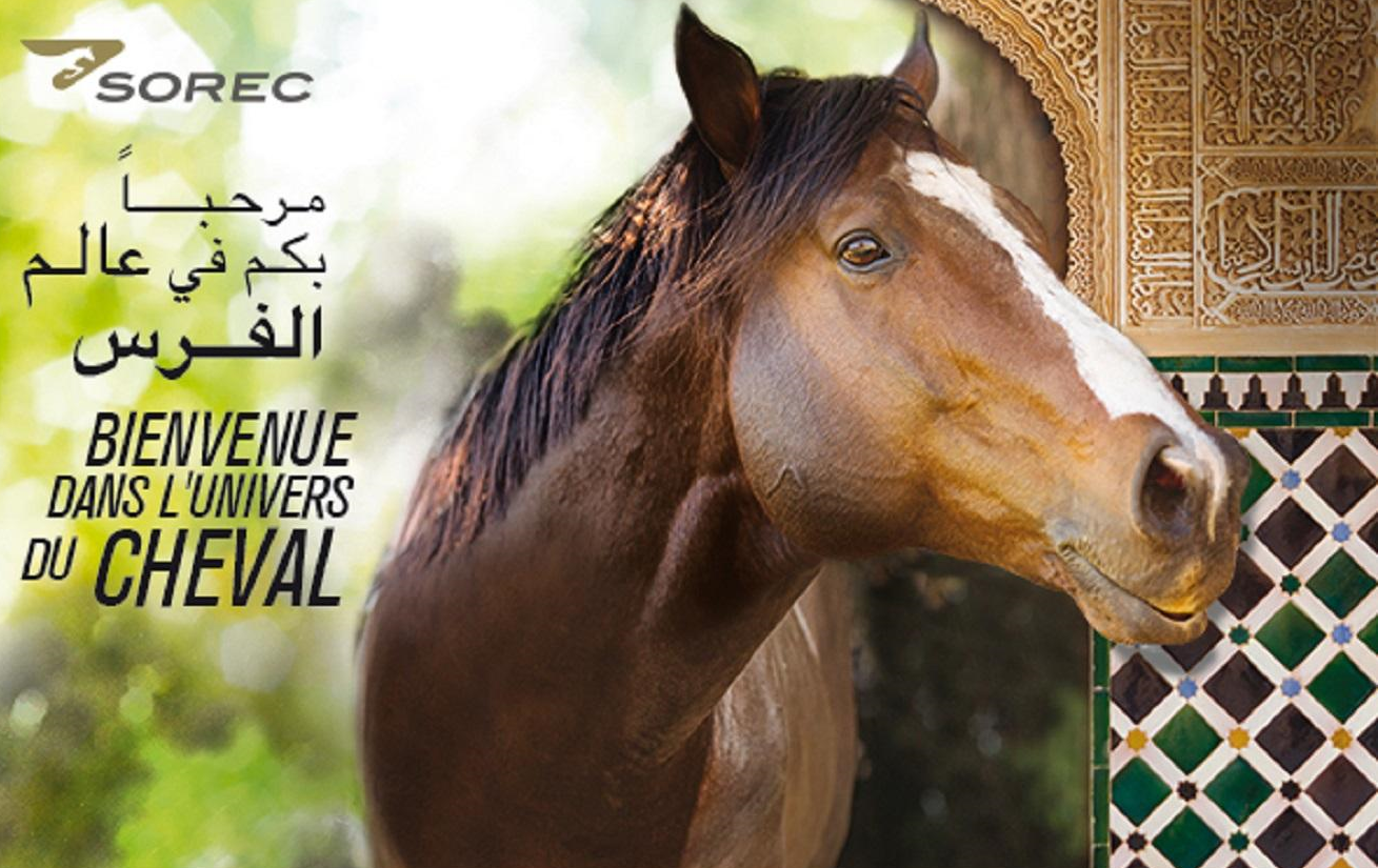 Coup d’envoi à Marrakech du Grand Prix d’Afrique des sports équestres
