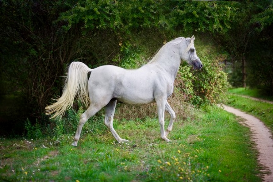 Le Salon du Cheval d’El Jadida passe au « Title Show »