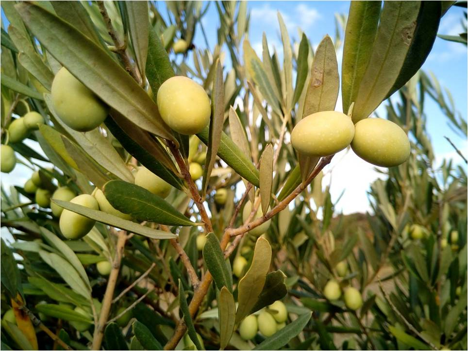 Marriott Fez Jnan Palace produit son huile d’olive